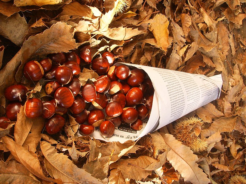Cucurucho_de_castanhas_Galicia